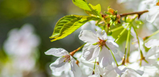 How to create a springtime feast for birds