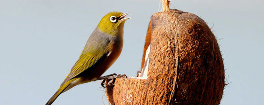 Topflite 'Wild Bird Energy' range made in New Zealand