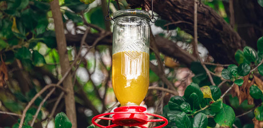 Topflite's Nectar Feeder - for New Zealand's native birds