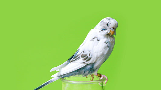Your aviary action list