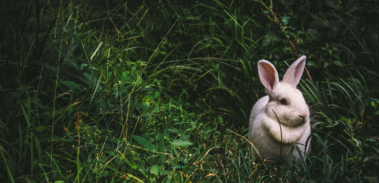 The importance of hay and fibre for rabbits and guinea pigs