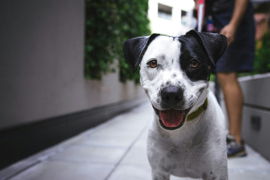 Enrichment for your pets during the busy season