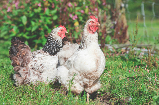 Chick, pullet or layer? Feeding your poultry through the stages