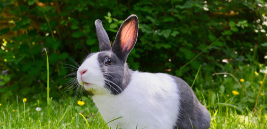 So you want to buy a bunny. Read this first!