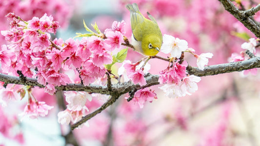 Spring care for birds