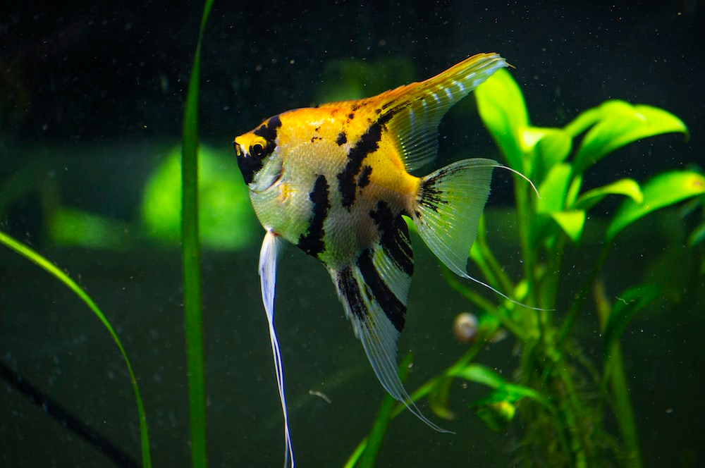 Fish