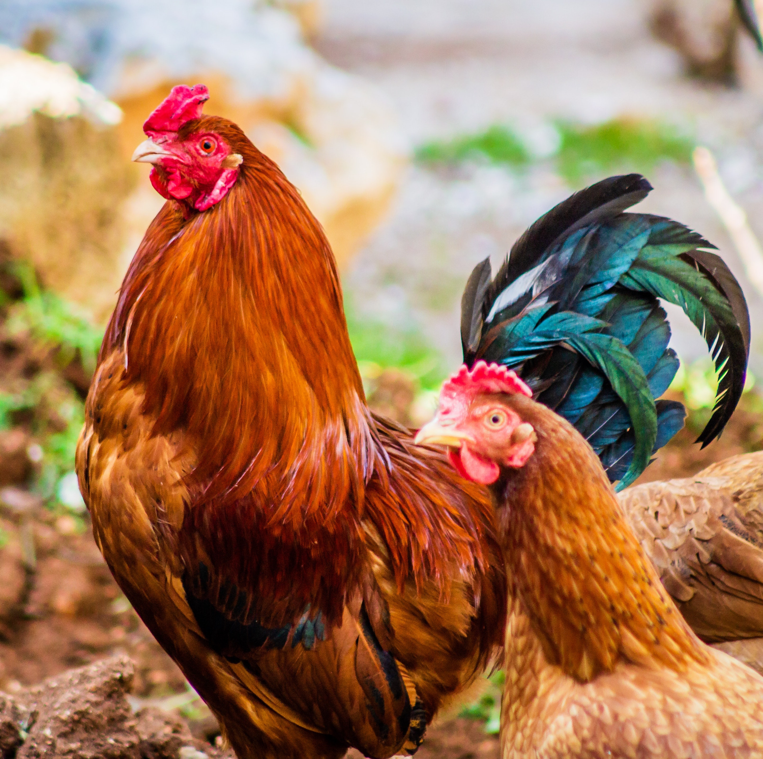rooster and chicken