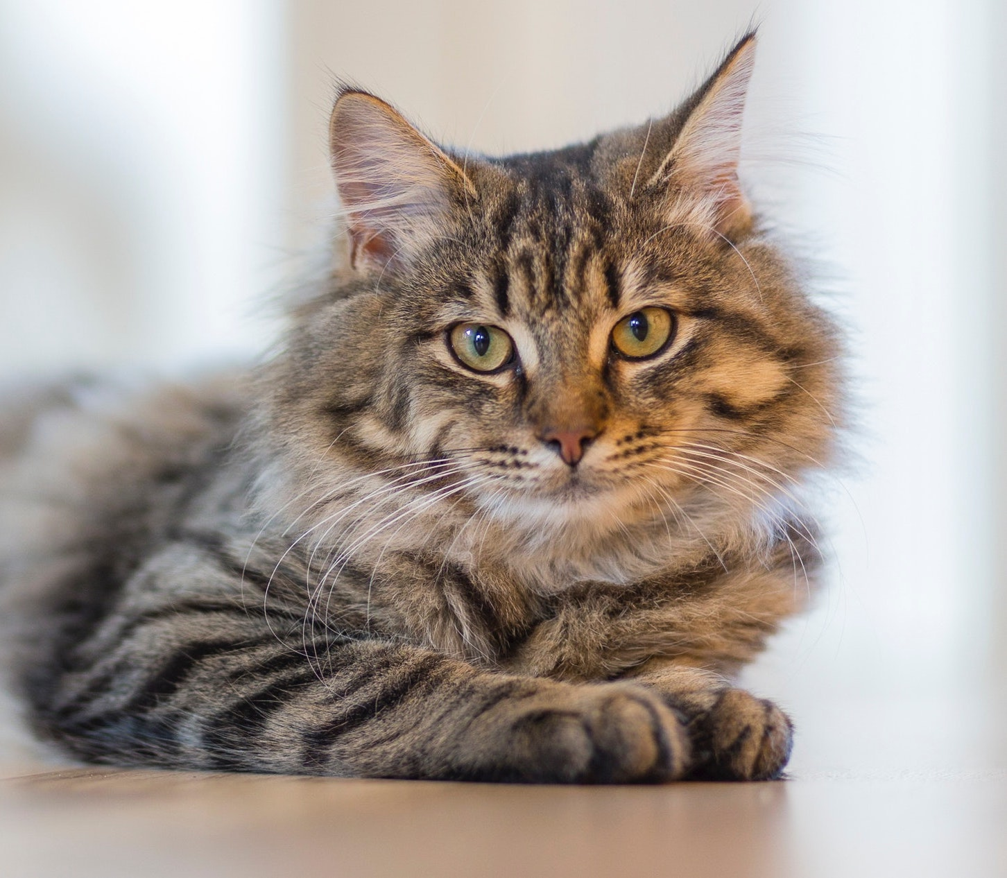 fluffy tabby cat