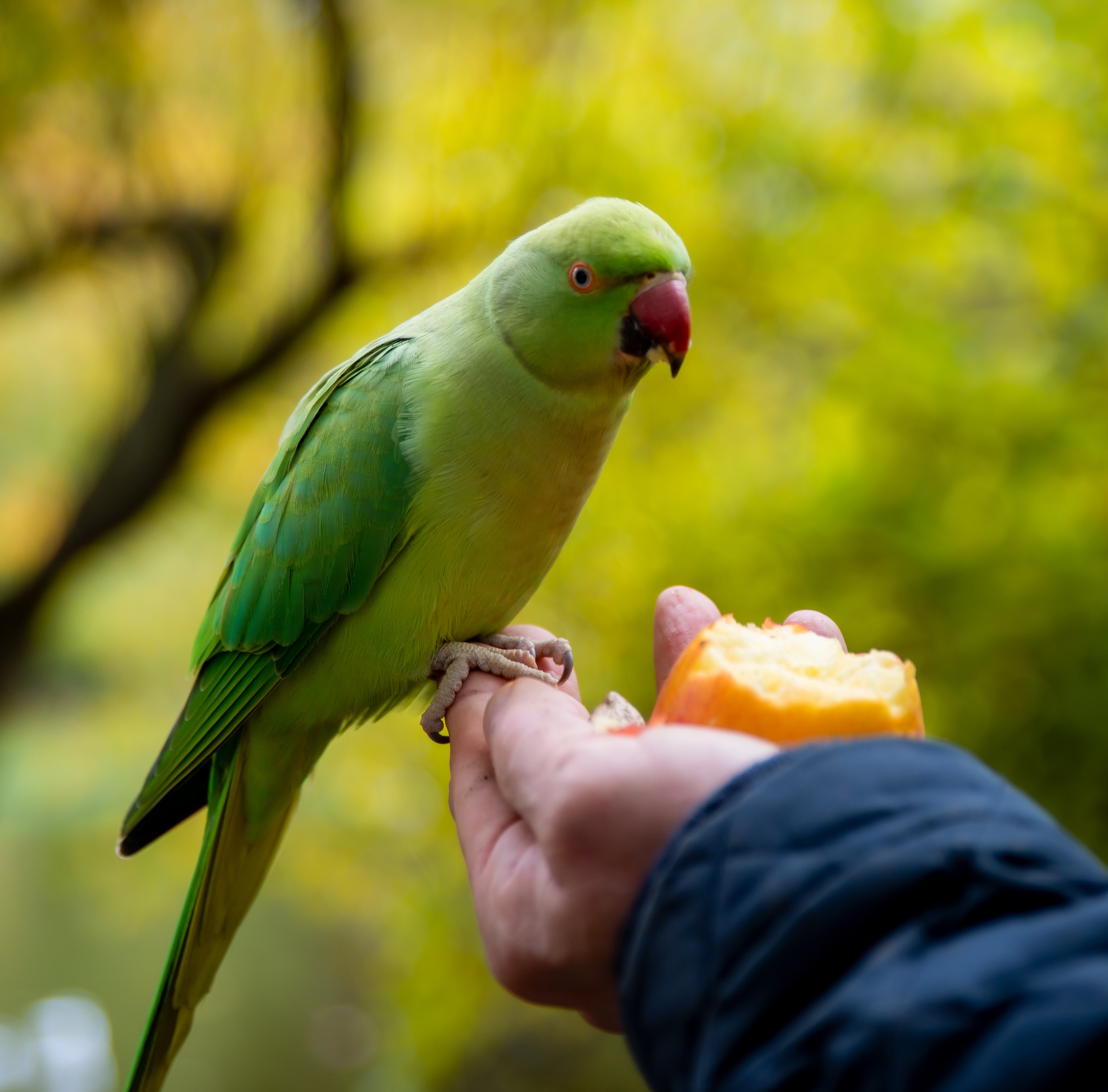 Green Ringneck Bird