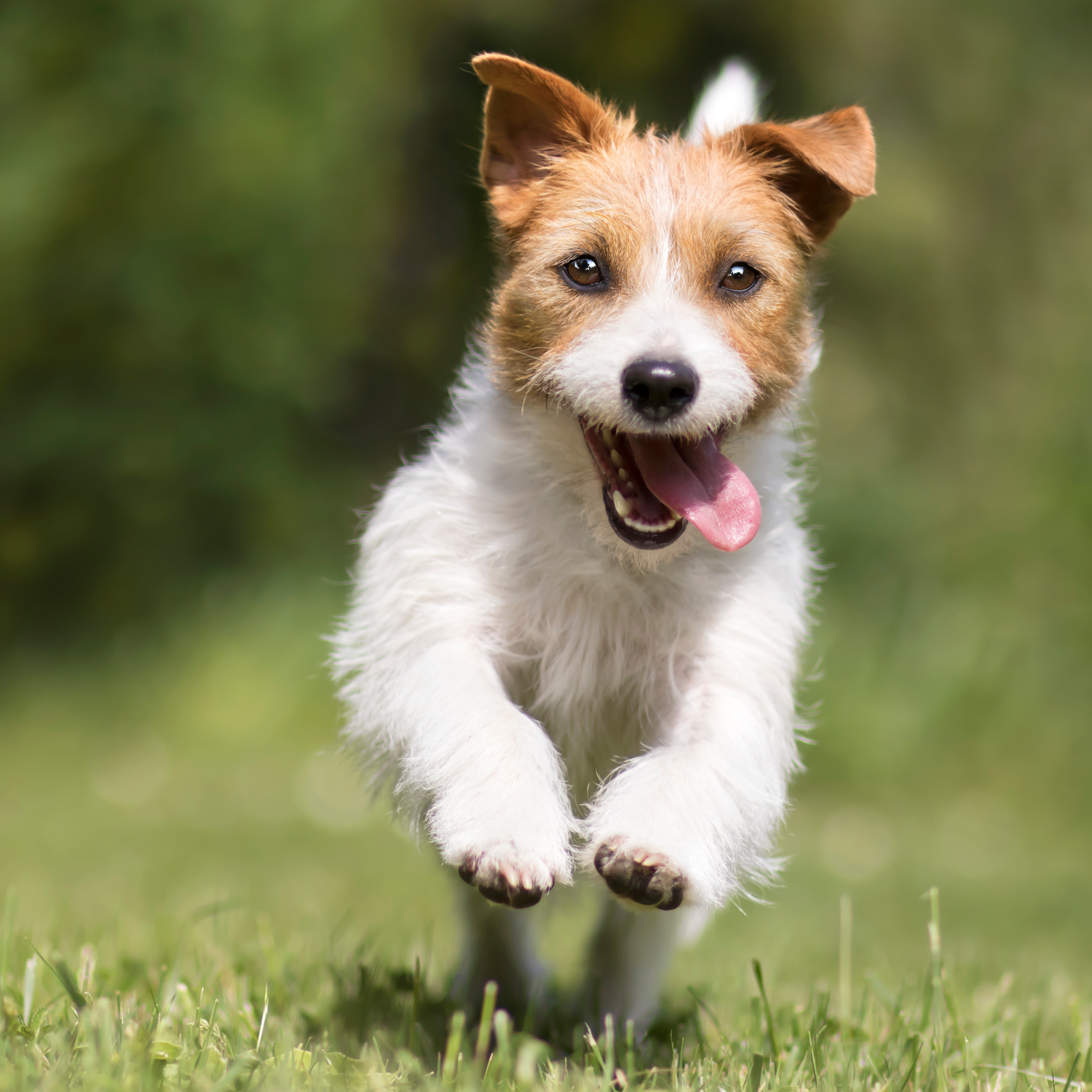 small white and brown dog running on lawn