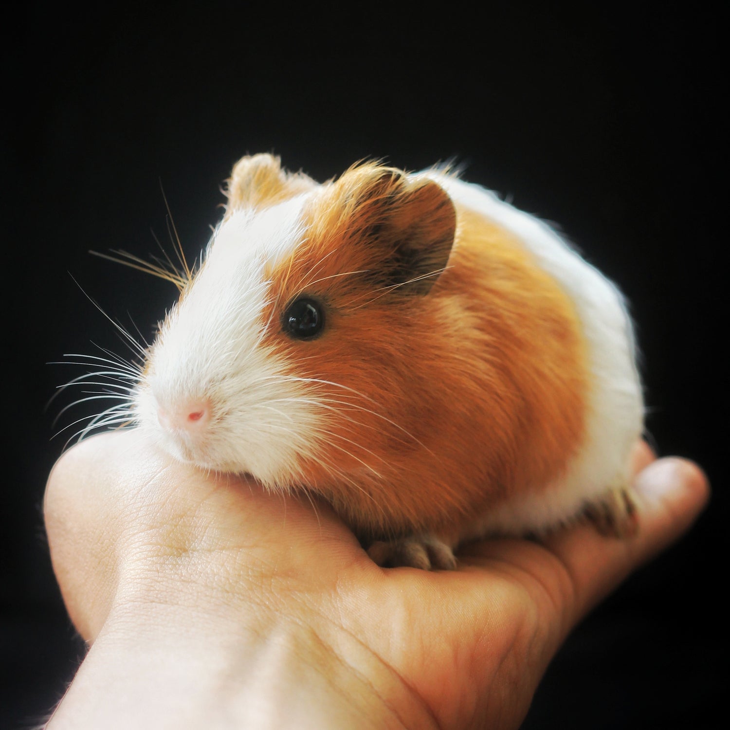 Small Pet