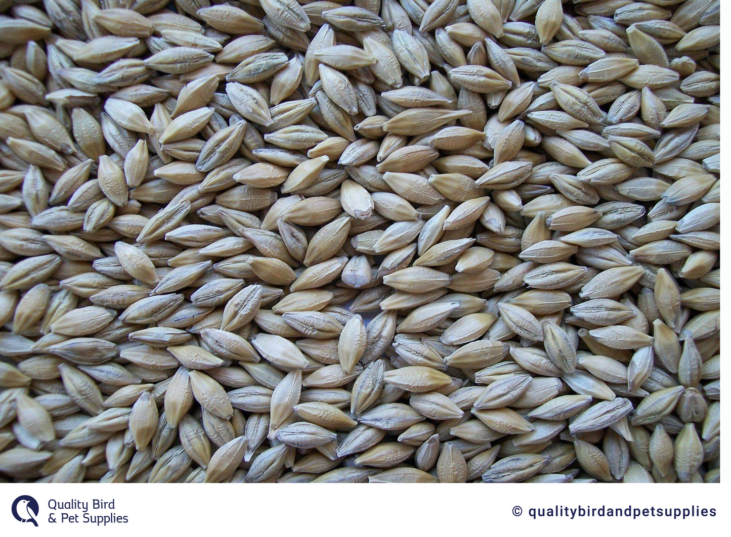Barley NZ