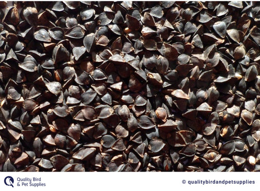 NZ Buckwheat - Topflite