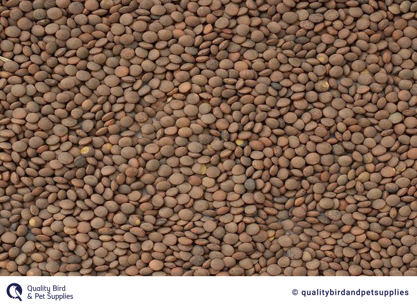 Lentils