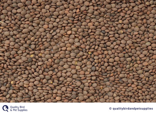 Lentils