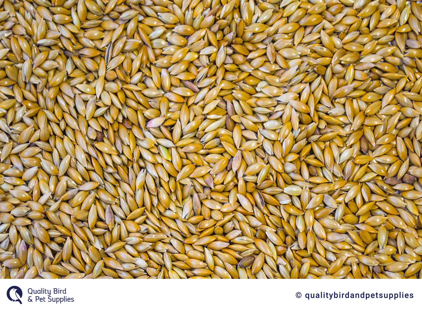 NZ Canary Seed - Topflite