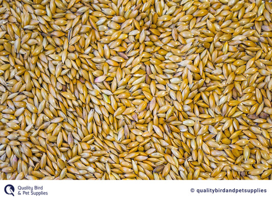 NZ Canary Seed - Topflite