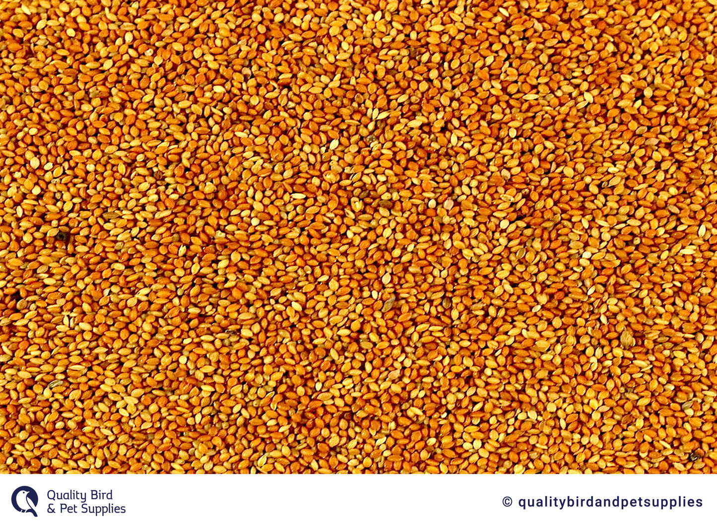 Red Panicum - Topflite