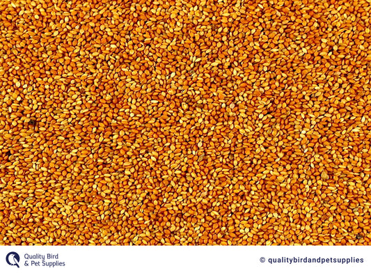 Red Panicum - Topflite