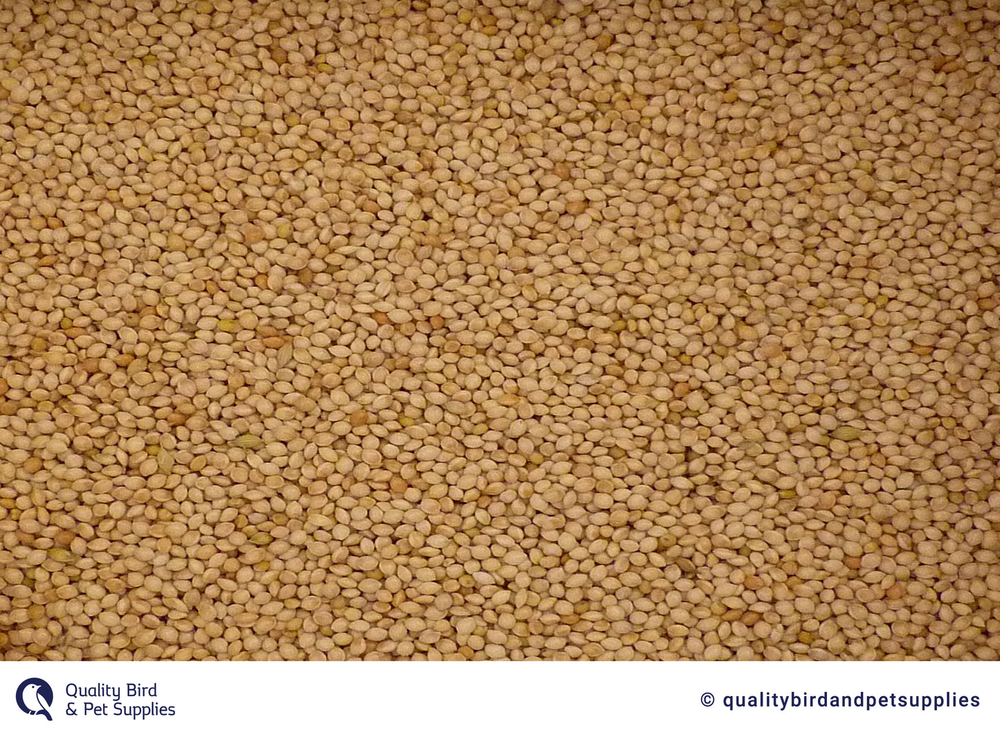 White French Millet - Topflite