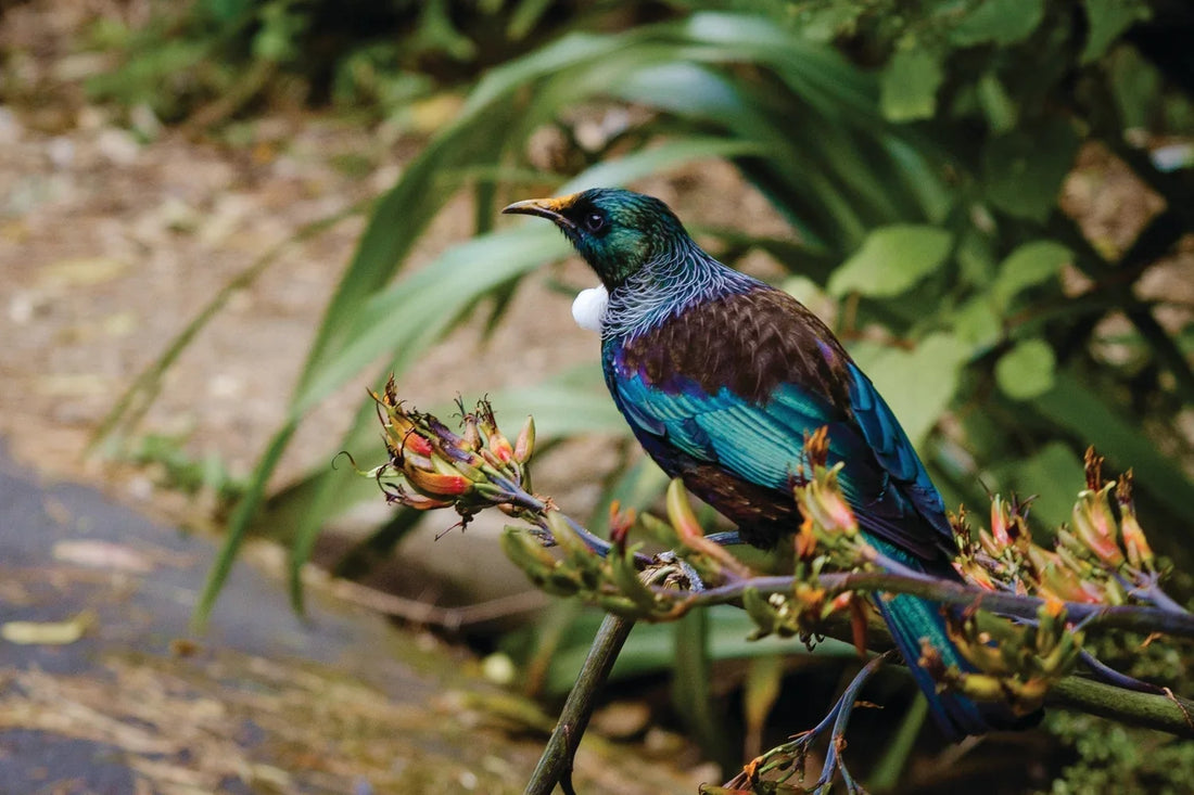 All about wild birds: The Tui