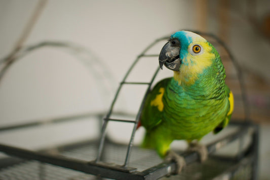 Do you know these steps for keeping birds safe in your home?