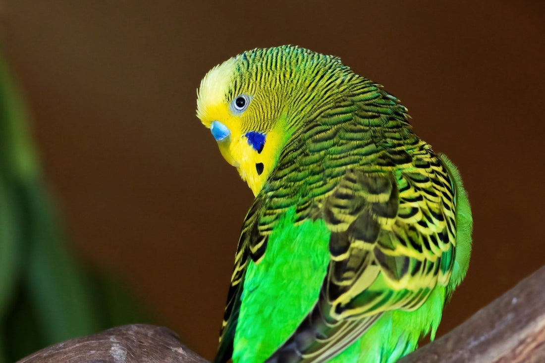 Budgie Nutrition