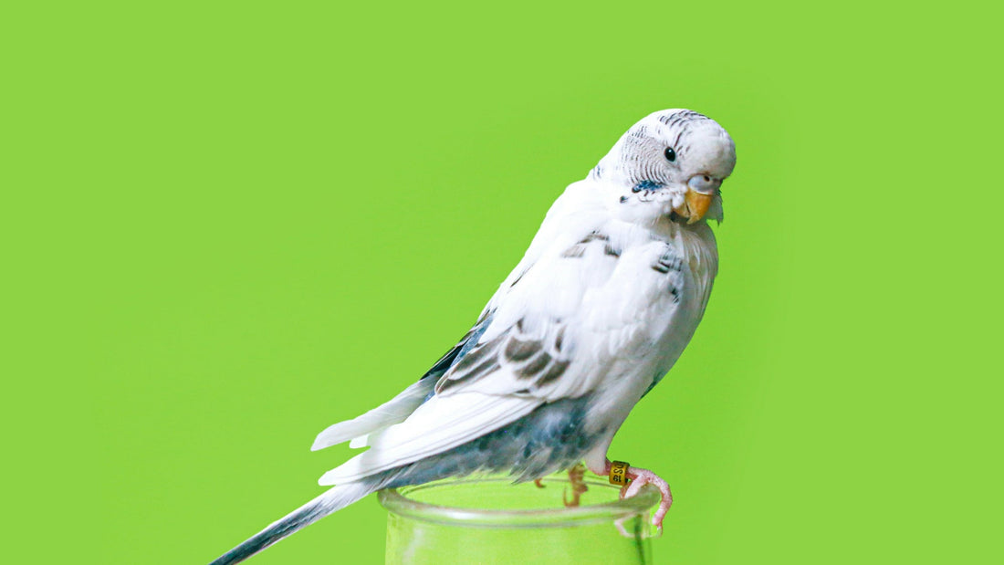 Feeding aviary birds for health and breeding success