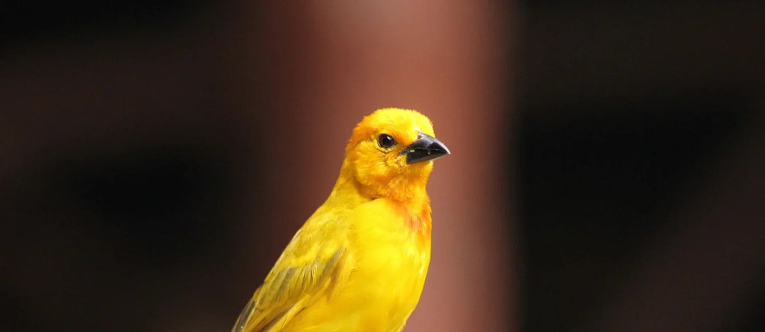 Nutrition for Canaries