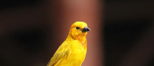 Nutrition for Canaries