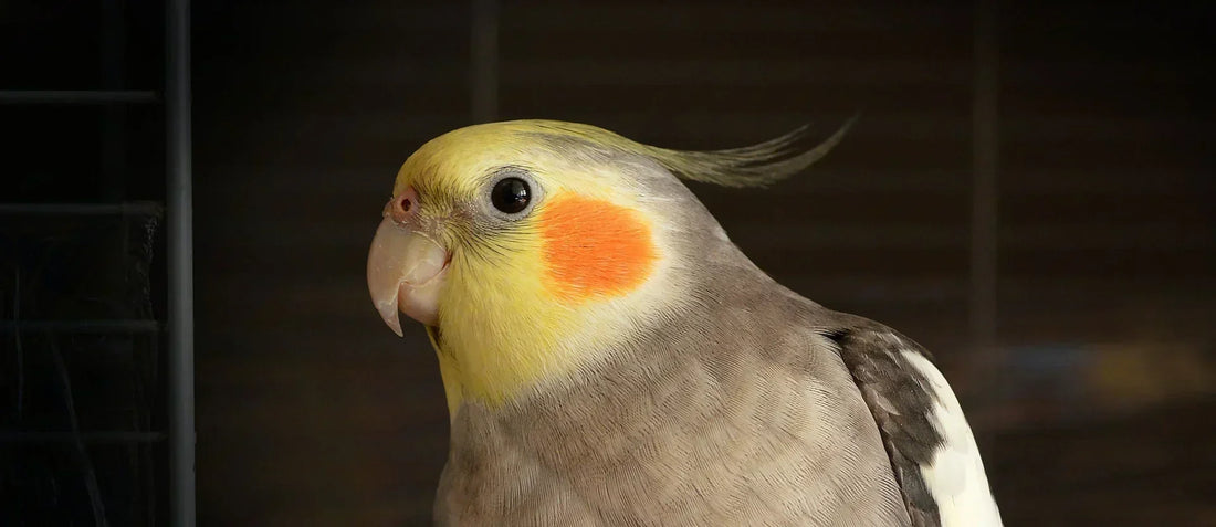 What to Feed Your Cockatiel for Great Nutrition