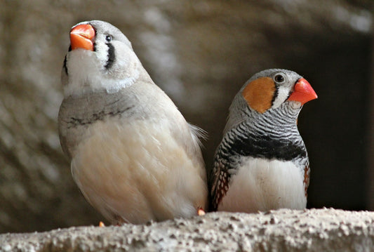 Treats for birds - Snackable goodies & other ideas