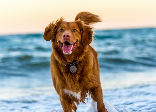 Summertime Dog Care Tips