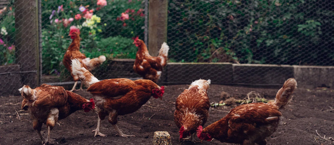 Are your Chickens ready for winter?