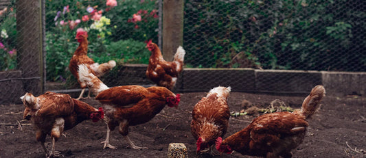 Are your Chickens ready for winter?