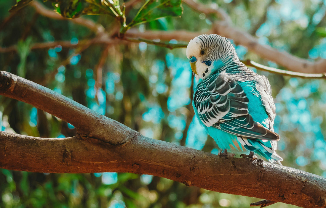 Seed Sprouts – A ‘Super Food’ for Birds