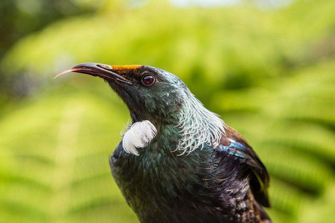 Feeding Wild Birds in New Zealand's Autumn