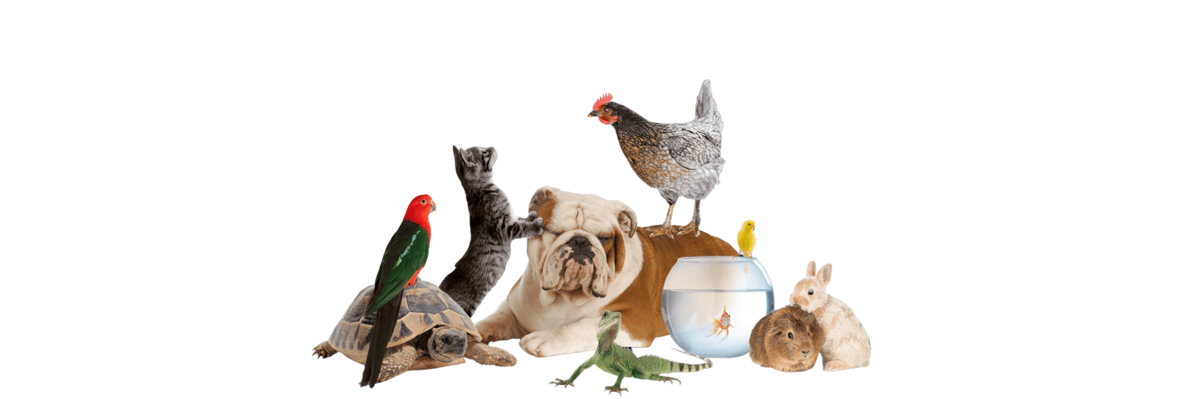 Quality Bird Pet Supplies