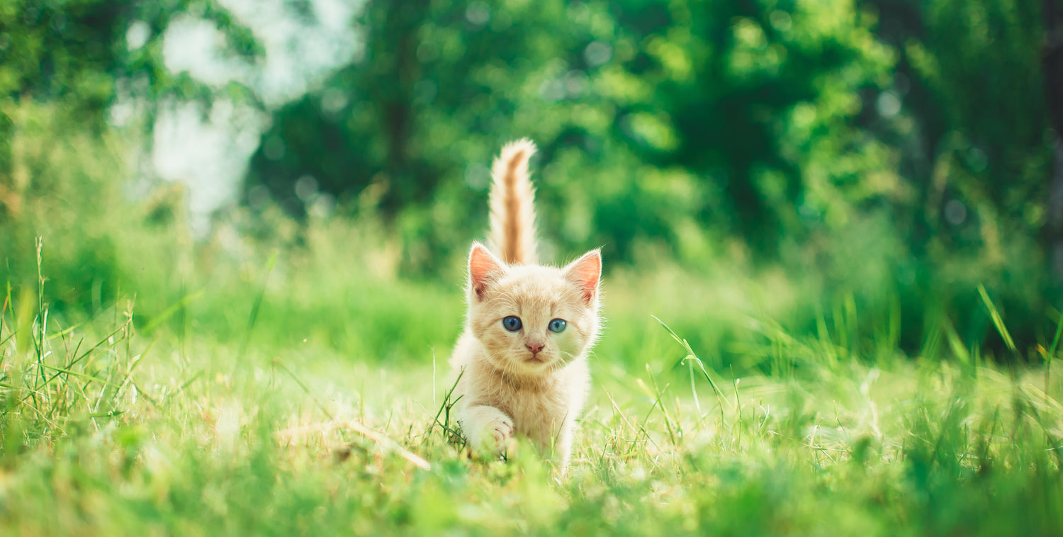 kitten in grass