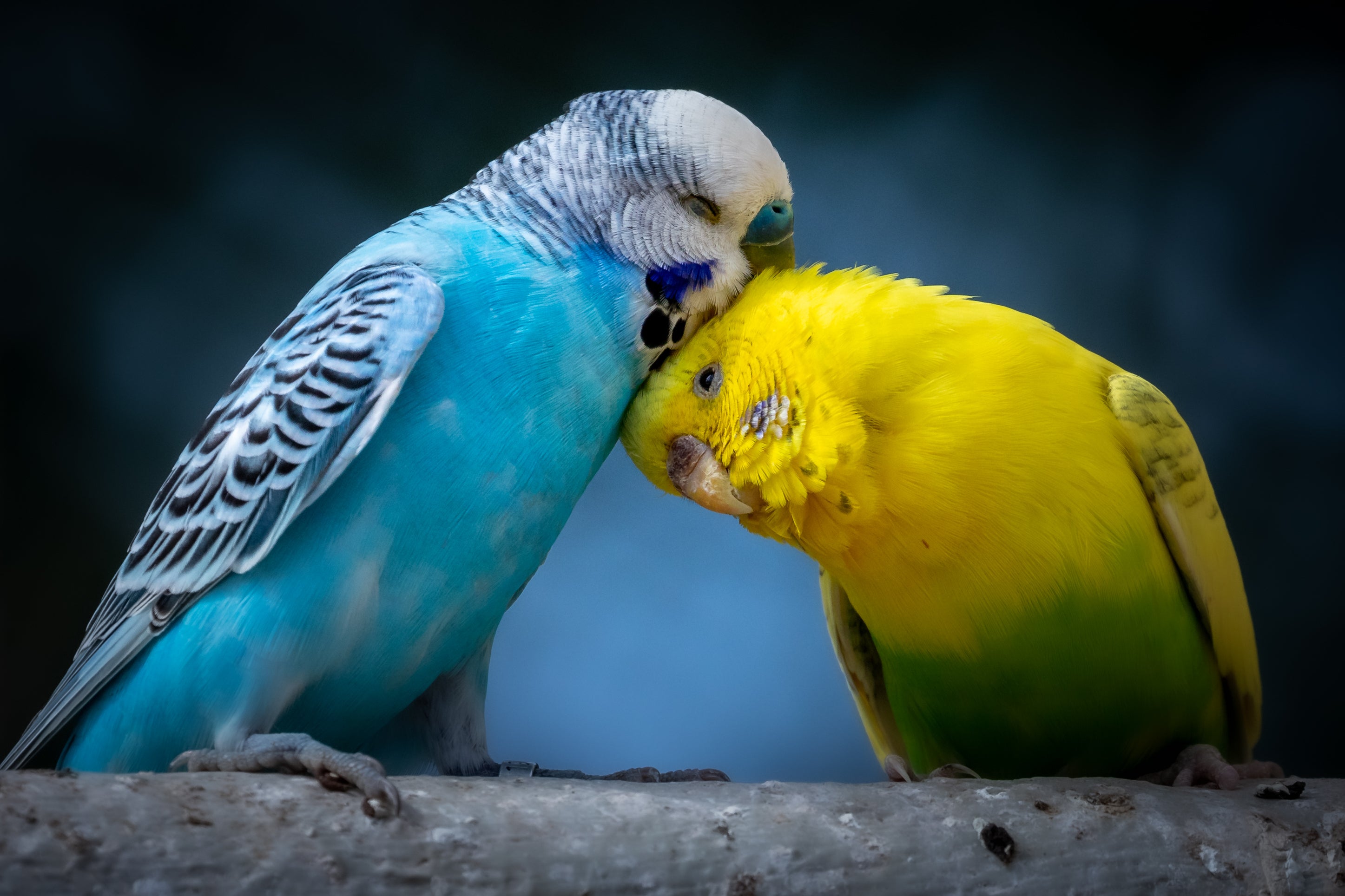 Pigeon and clearance bird pet shop