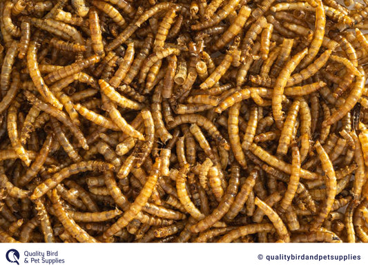 Dried Mealworms - Topflite