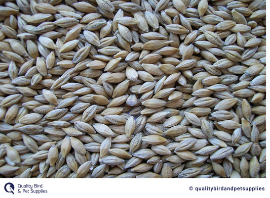 Barley NZ