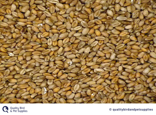 Wheat 2nd's