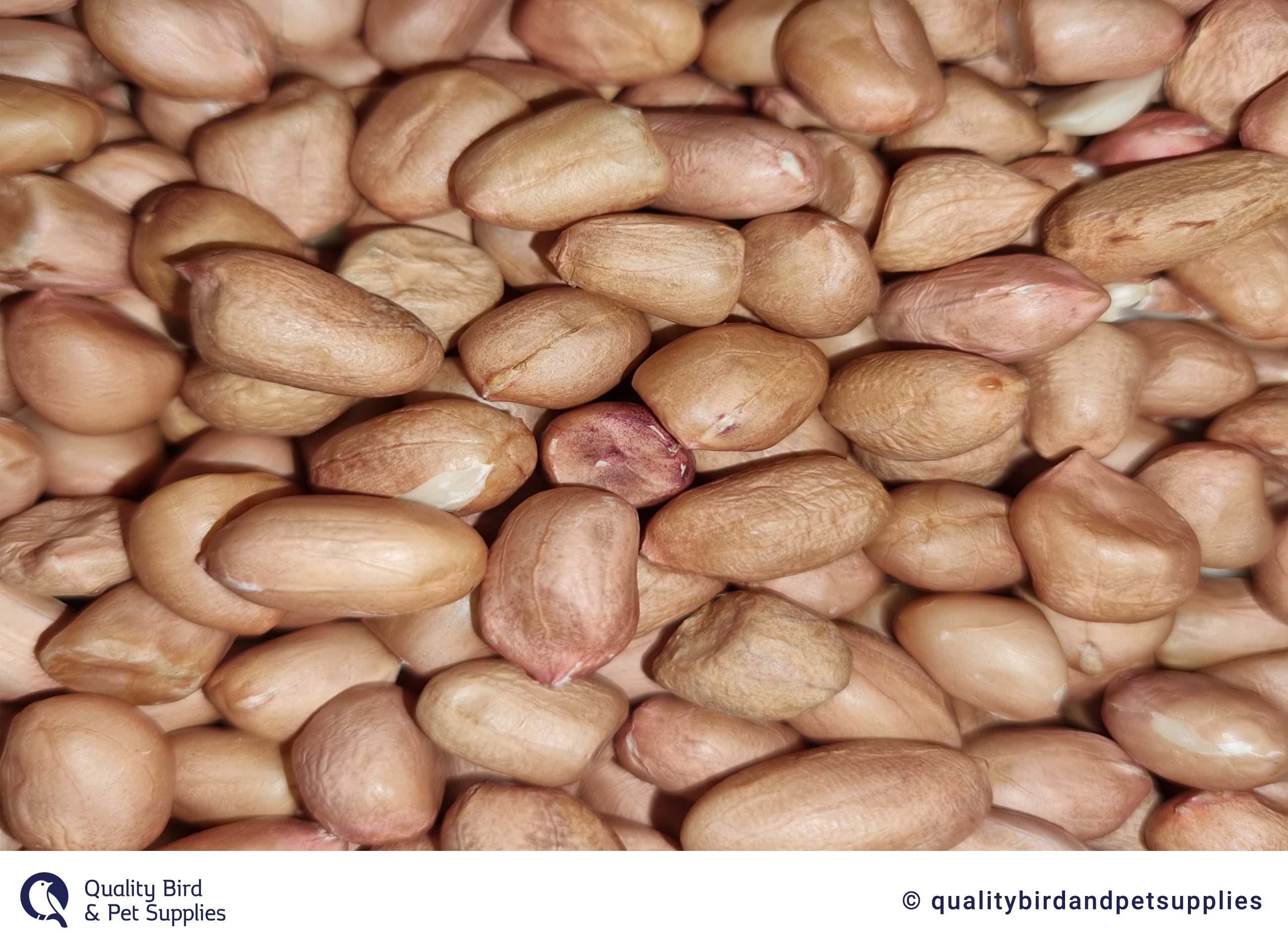 Red Shell Peanuts Peanuts Shelled Raw Red Skin – Quality Bird & Pet Supplies